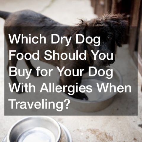 Which Dry Dog Food Should You Buy for Your Dog With Allergies When Traveling?